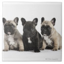 Search for three animals tiles Nature