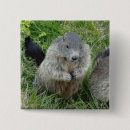 Search for marmot badges Groundhog