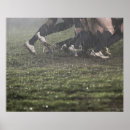 Search for rugby players posters Competition
