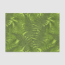 Search for fern tissue paper Nature