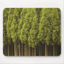 Search for evergreen electronics Outdoors