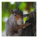 Search for squirrel in a tree art Mammal