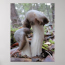 Search for mycology posters Mushroom