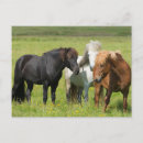 Search for horse ranch postcards Farm