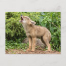 Search for latrans postcards Animal