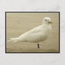 Search for gulls postcards Nature