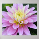 Search for dahlia flower posters Pink
