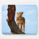 Search for big five electronics Cat