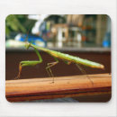 Search for mantis electronics Animal