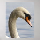 Search for mute swan posters Bird