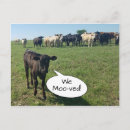 Search for cattles postcards New house