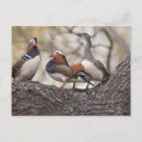 Search for alice horizontal postcards Garland