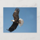 Search for wingspan postcards Bird of prey