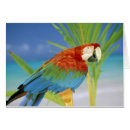 Search for animals of hawaii postcards Bird