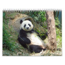 Search for panda bear calendars Wildlife
