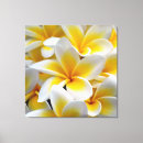 Search for frangipani flower canvas prints Plumeria