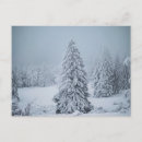 Search for coniferous trees postcards Mountain