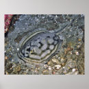 Search for stingray fish posters Nature
