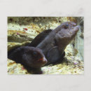 Search for eel postcards Ocean
