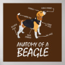 Search for dog anatomy posters Pet