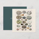 Search for note cards posters Birds