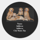 Search for goldy stickers Retriever