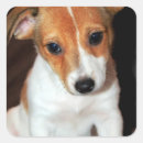 Search for jack russell terrier puppy stickers Canine