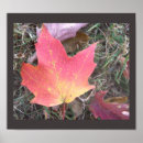 Search for yellow leafs posters Autumn