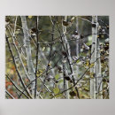 Search for aspens posters Fall
