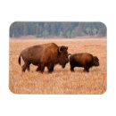 Search for bison magnets Brown