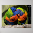 Search for rainbow lorikeet art Parrot
