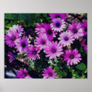 Search for crackled posters Floral