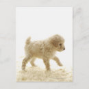 Search for experiment postcards Animal