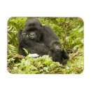 Search for gorilla magnets Rwanda
