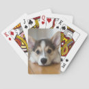 Search for corgi playing cards Puppy