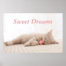 Search for british shorthair cat art Cute animals