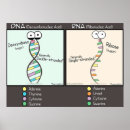 Search for rna posters Dna