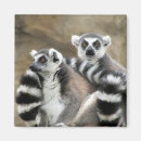 Search for monkey square magnets Safari