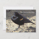 Search for birder postcards Birdwatching