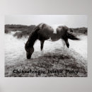 Search for pony posters Wild