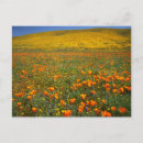 Search for antelope cards Desert