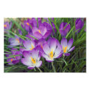 Search for violet spring flower posters Lavender