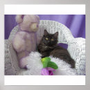 Search for greeting baby kids Cat