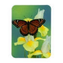 Search for light orange magnets Flower