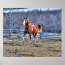 Search for trotting horse posters Stallion