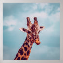 Search for giraffe portrait posters Nature