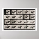 Search for anima posters Horse