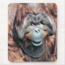 Search for orangutans mouse mats Animal