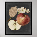 Search for botanical study posters Fruits