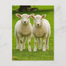 Search for rams postcards Livestock